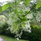 Trees/Shrubs Live Potted Plants Flower White 4pcs White Fringe