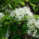 Live Plants Flower White 8pcs White Fringe Trees/Shrubs Live Potted
