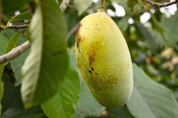Live Plants 2 Paw Paw Trees Bareroot Live Indian Banana Plants, Asimina triloba