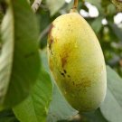 Live Plants 2 Paw Paw Trees Bareroot Live Indian Banana Plants, Asimina triloba