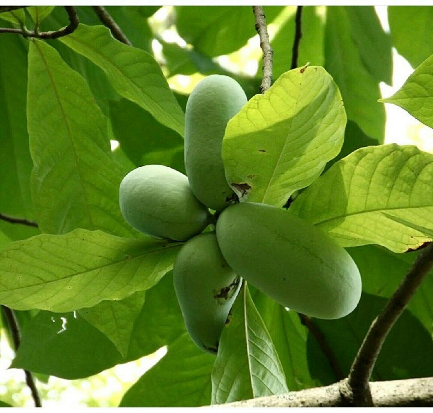 4pcs Live Plants Paw Paw Trees Bareroot Live Indian Banana Plants, Asimina triloba