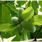 4pcs Live Plants Paw Paw Trees Bareroot Live Indian Banana Plants, Asimina triloba