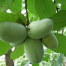 Indian Banana Plants, Asimina Triloba 8pcs Live Plants Paw Paw Trees Bareroot Live