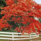5pcs Sourwood Trees Live Plants Bareroot Oxydendrum arboreum