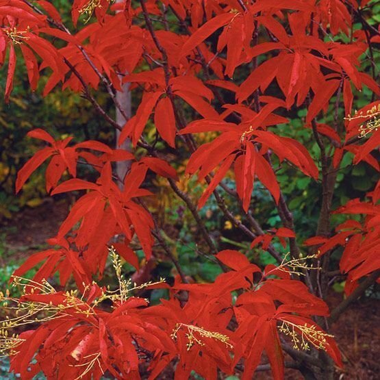 Live Plants Bareroot Oxydendrum Arboreum 10pcs Sourwood Trees