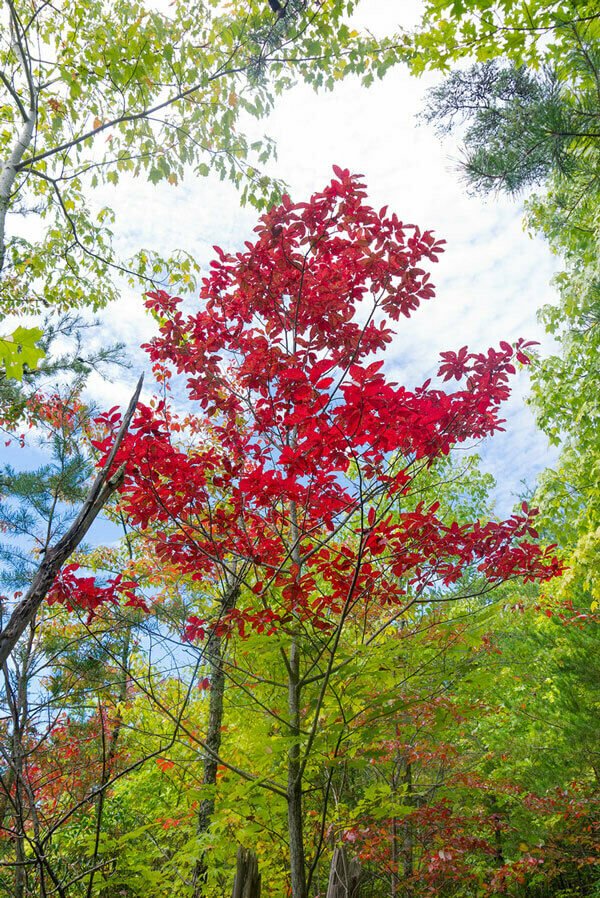 Oxydendrum Arboreum 20pcs Live Plants Bareroot Sourwood Trees