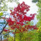 Oxydendrum Arboreum 20pcs Live Plants Bareroot Sourwood Trees