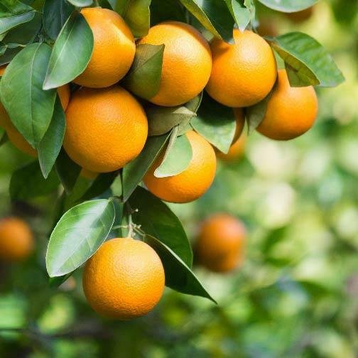 1pcs Fruit Plant Dwarf Seedless Pineapple Orange Tree Live Citrus Plant