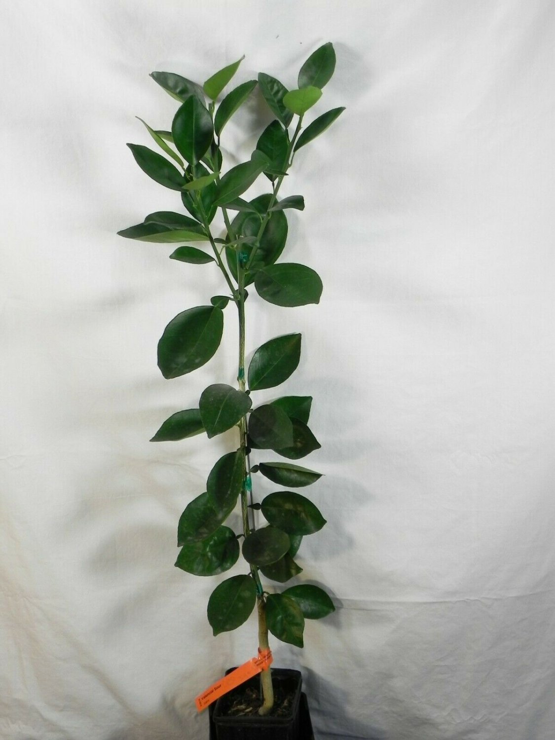 Seedless Pineapple Orange Tree Live Citrus Plant 2pcs Fruit Plant Dwarf