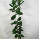 Seedless Pineapple Orange Tree Live Citrus Plant 2pcs Fruit Plant Dwarf