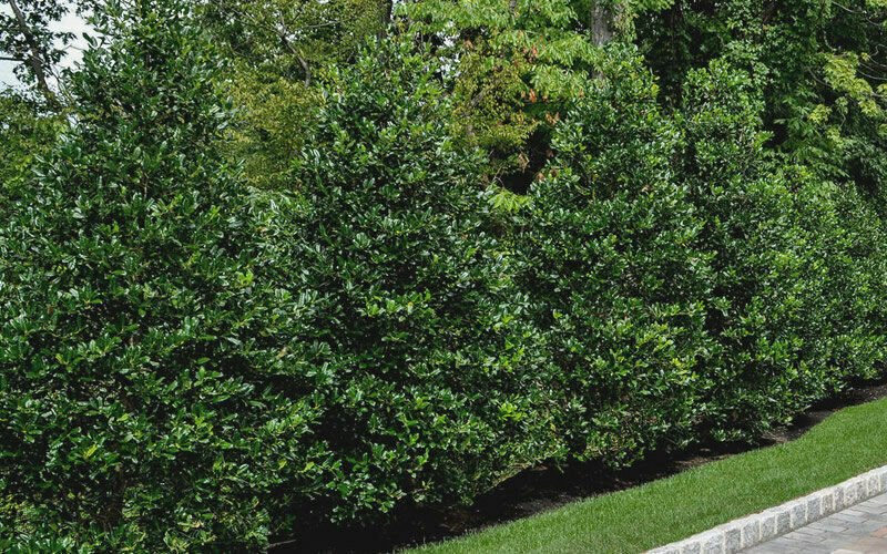 10pcs Nellie Stevens Holly Shrubs/Trees, Live Plants