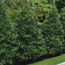 10pcs Nellie Stevens Holly Shrubs/Trees, Live Plants