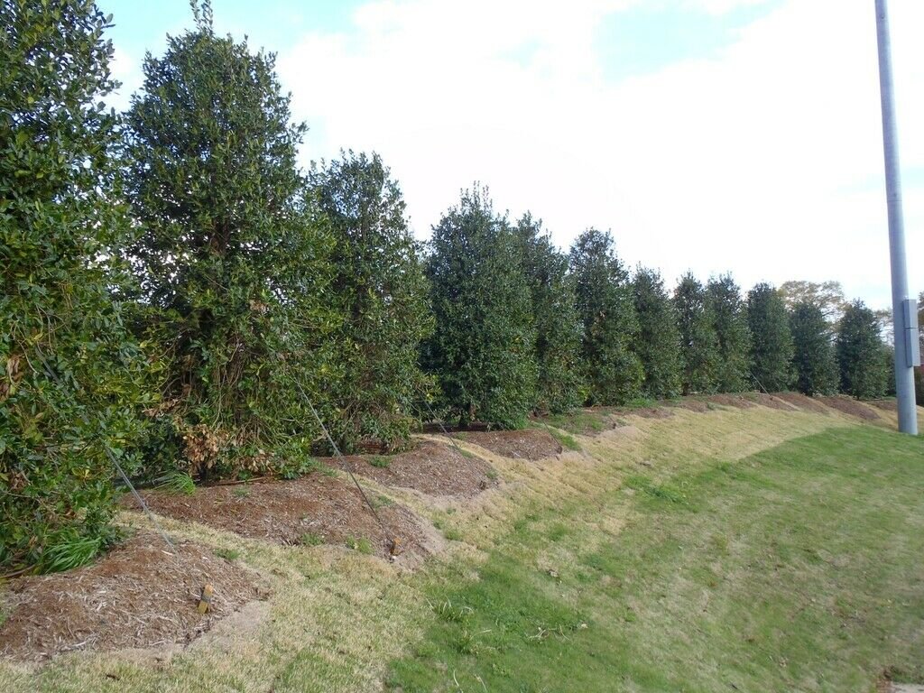 Live Plants 20pcs Nellie Stevens Holly Shrubs/Trees
