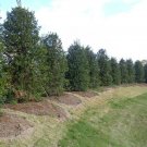 Live Plants 20pcs Nellie Stevens Holly Shrubs/Trees