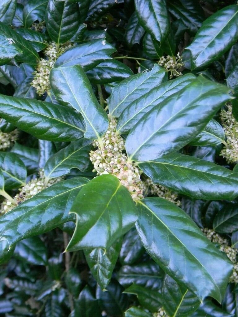 Live Plants 40pcs Nellie Stevens Holly Shrubs/Trees