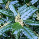 Live Plants 40pcs Nellie Stevens Holly Shrubs/Trees