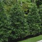 Live Plants 40pcs Nellie Stevens Holly Shrubs/Trees