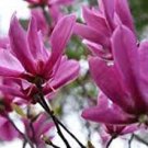 1pcs Jane Magnolia Shrub/Tree Live Potted Plant Seedling Live Plant