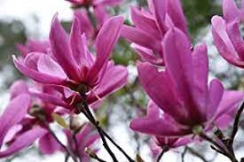 1pcs Jane Magnolia Shrub/Tree Live Potted Plant Seedling Live Plant