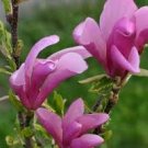 Shrub/Tree Live Potted Plant Seedling Live Plant 2pcs Jane Magnolia
