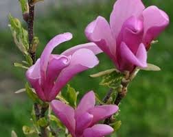Shrub/Tree Live Potted Plant Seedling Live Plant 2pcs Jane Magnolia
