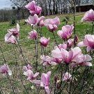 Flower pink Shrub/Tree Live Potted Plant Seedling Live Plant 4pcs Jane Magnolia