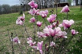 Flower pink Shrub/Tree Live Potted Plant Seedling Live Plant 4pcs Jane Magnolia