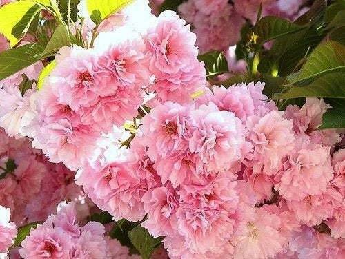 Japanese Flowering Cherry Trees Live Plants 4 pcs Flower pink Kwanzan