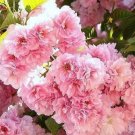 Japanese Flowering Cherry Trees Live Plants 4 pcs Flower pink Kwanzan