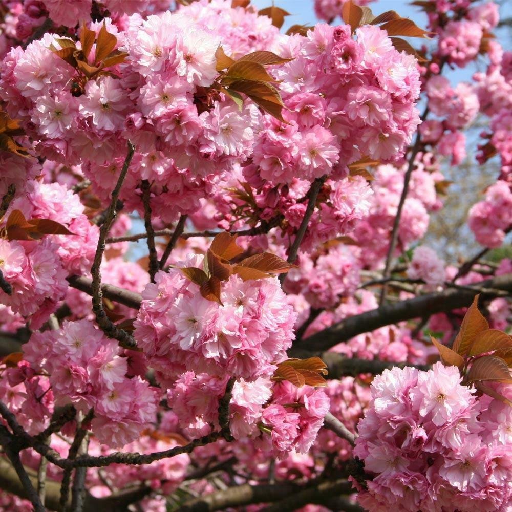 Trees Live Plants 8 pcs Flower pink Kwanzan Japanese Flowering Cherry