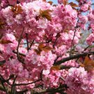 Trees Live Plants 8 pcs Flower pink Kwanzan Japanese Flowering Cherry