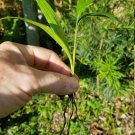 6 Alexander (Solitaire) Palm Trees Six Live Seedlings Bare Root