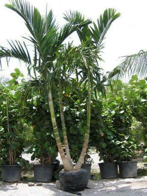 Palm Trees Six Live Seedlings Bare Root 12 Alexander (Solitaire)