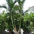 Palm Trees Six Live Seedlings Bare Root 12 Alexander (Solitaire)