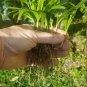 Bare Root 24 Alexander (Solitaire) Palm Trees Six Live Plant Seedlings