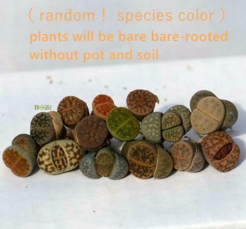 Live Plant Lithops 10 plants MIX Randomly 0.5 inches Living Stone
