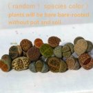 Live Plant Lithops 10 plants MIX Randomly 0.5 inches Living Stone