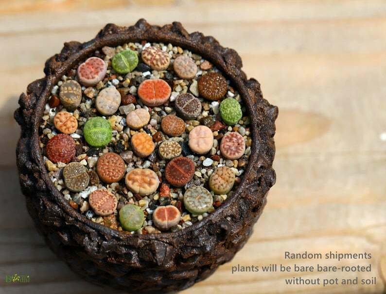 MIX Randomly Living Stone Live Plant Lithops 20 plants Indoor And Outdoor