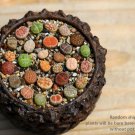 MIX Randomly Living Stone Live Plant Lithops 20 plants Indoor And Outdoor