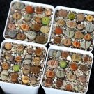 Living Stone Live Plant 40 plants Indoor And Outdoor MIX Randomly  Lithops