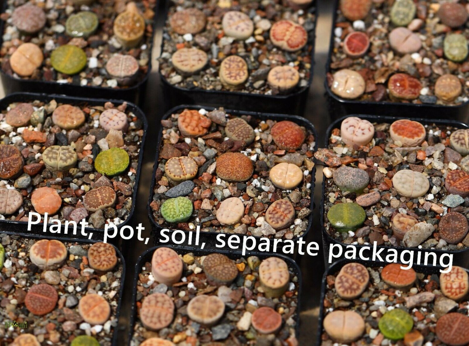 Plant Lithops 9 plants Pot Soil Fresh Outdoor Indoor
