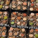 Plant Lithops 9 plants Pot Soil Fresh Outdoor Indoor