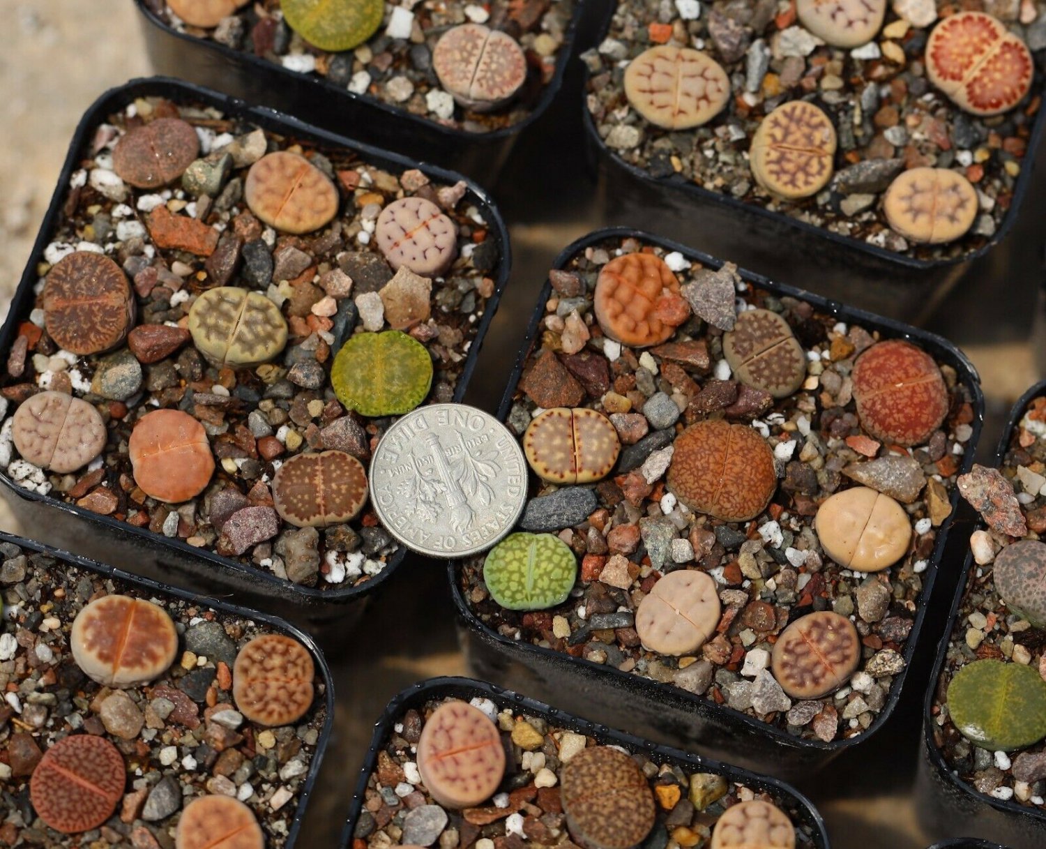 18 Live Plants Pot Soil Fresh Outdoor Indoor Plant Lithops