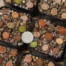 18 Live Plants Pot Soil Fresh Outdoor Indoor Plant Lithops