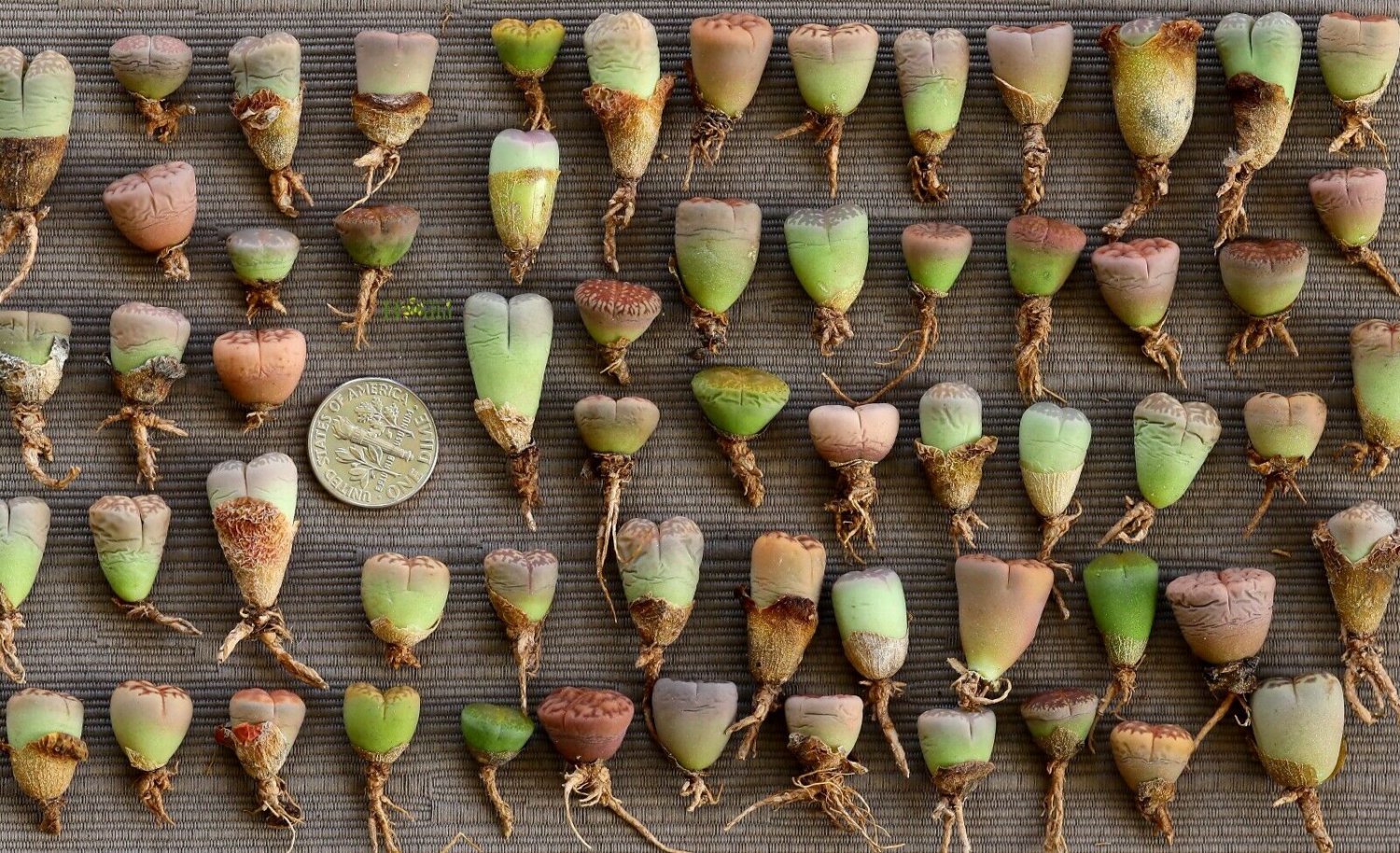 Fresh Outdoor Indoor Plant Lithops 36 Live Plants Pot Soil