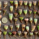 Fresh Outdoor Indoor Plant Lithops 36 Live Plants Pot Soil