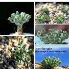 Fresh Outdoor Indoor Plant 1 Albuca concordiana