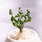 2 Albuca concordiana Green Fresh Outdoor Indoor Plant