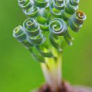 Green Fresh Outdoor Indoor Plant 4 Albuca concordiana