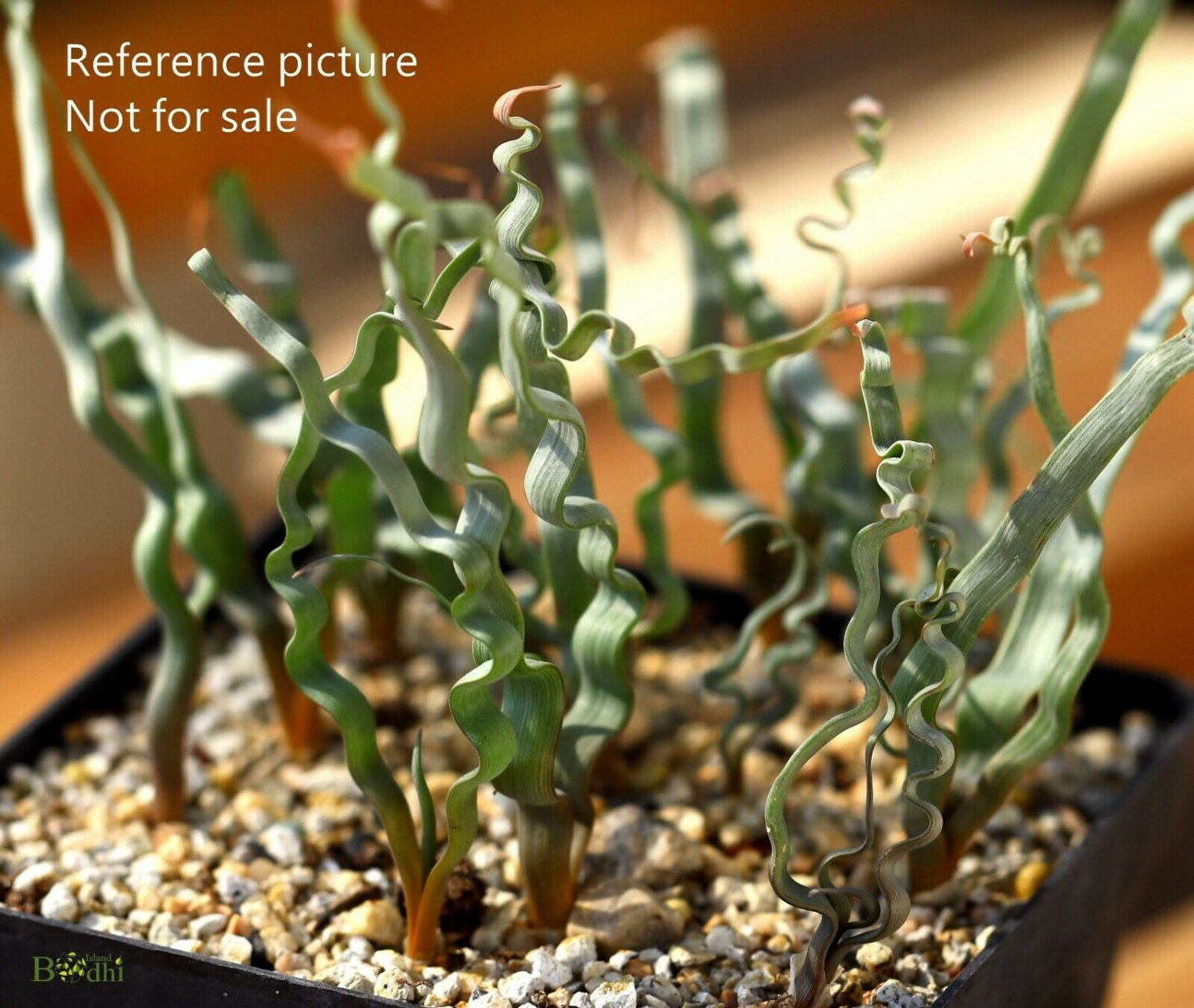 1pcs Green Fresh Live Plant Trachyandra Tortilis Outdoor Indoor